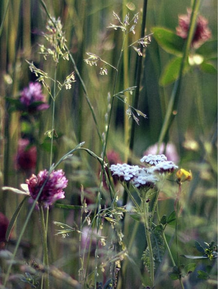 Wild Flower Soy Wax Candle